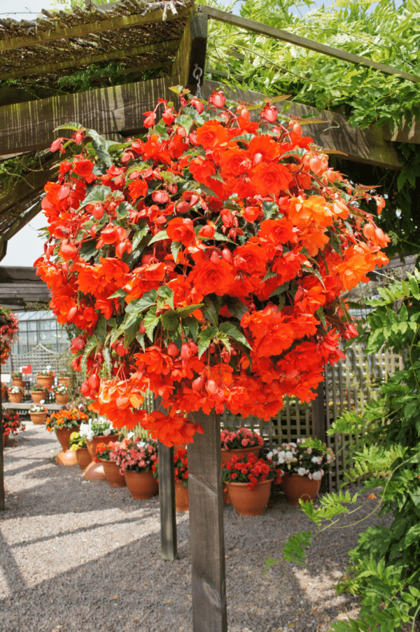 Begonia tuberhybrida F₁ Illumination® Orange - Image 3