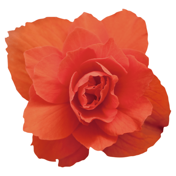 Begonia tuberhybrida F₁ Illumination® Orange - Image 2