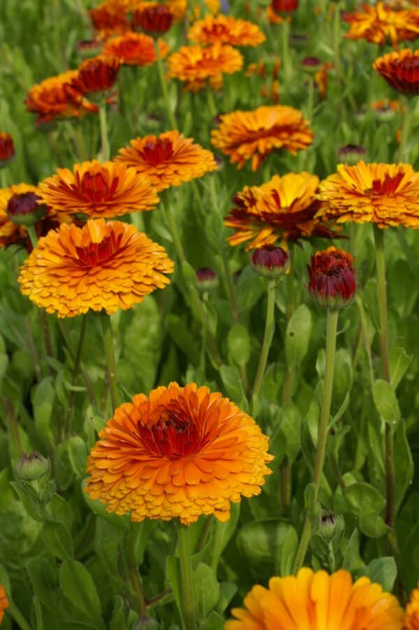 Calendula officinalis Indian Prince