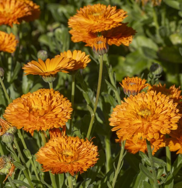 Calendula officinalis Orange Prince