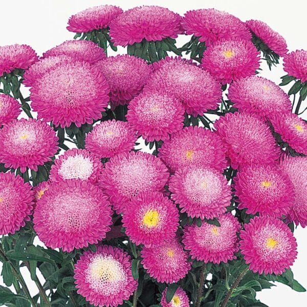 Callistephus chinensis (Aster) Bonita Pink