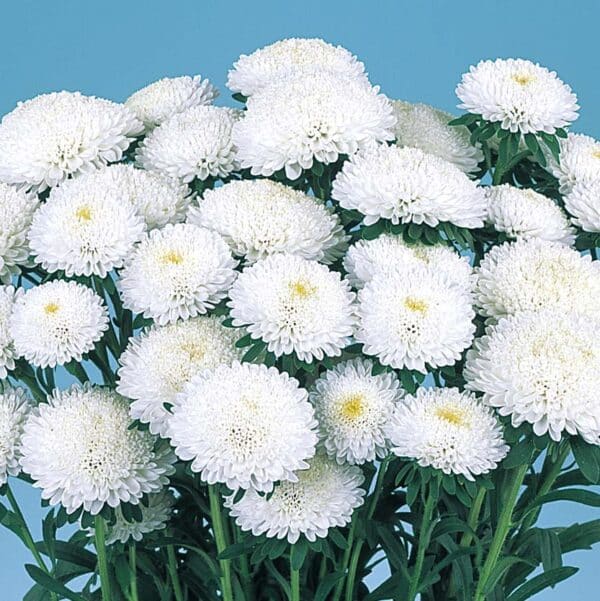 Callistephus chinensis (Aster) Bonita White