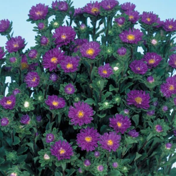 Callistephus chinensis (Aster) Serenade Blue - Image 2