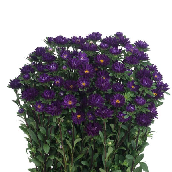 Callistephus chinensis (Aster) Serenade Blue