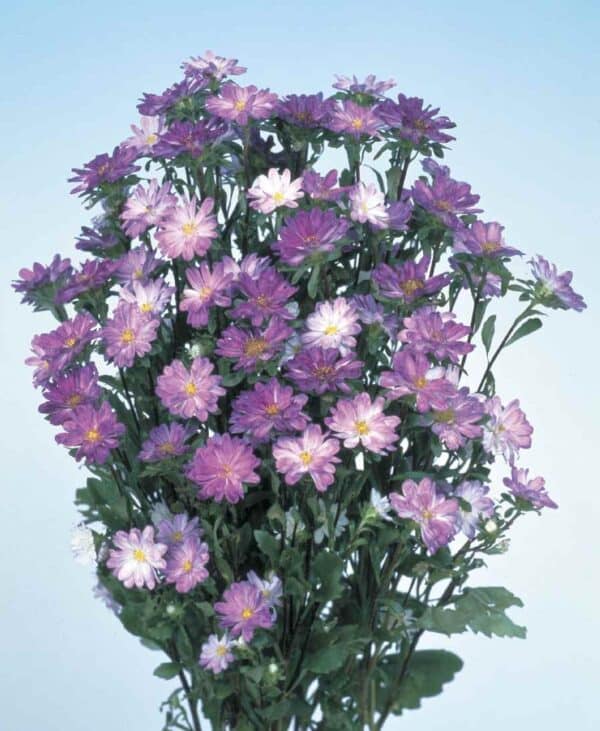 Callistephus chinensis (Aster) Serenade Blue tipped White