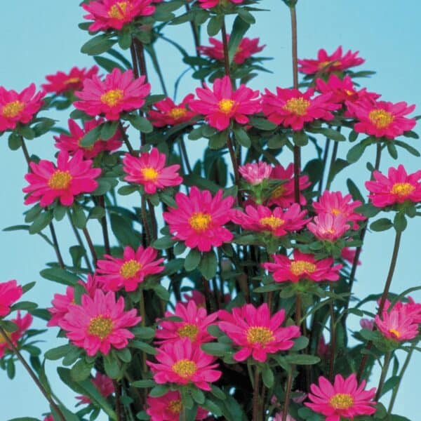 Callistephus chinensis (Aster) Serenade Rose