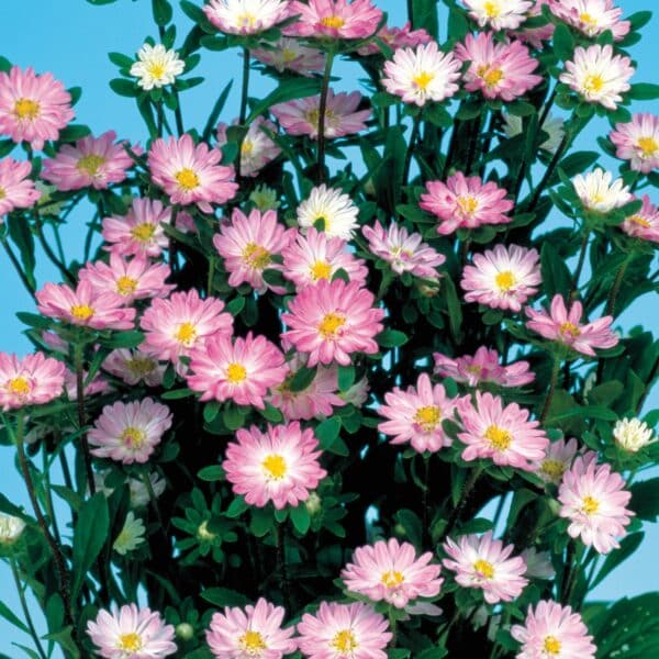 Callistephus chinensis (Aster) Serenade Rose tipped White