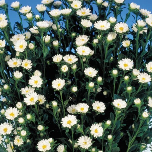 Callistephus chinensis (Aster) Serenade White