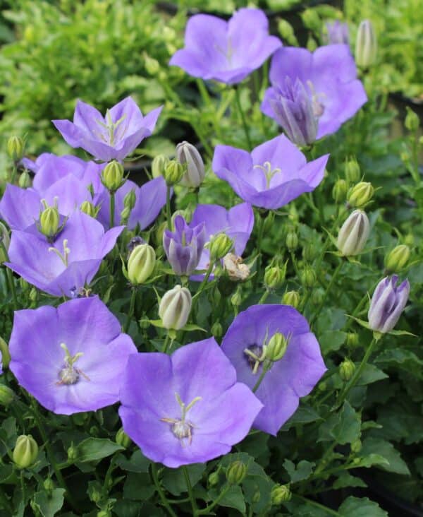 Campanula carpatica Blue