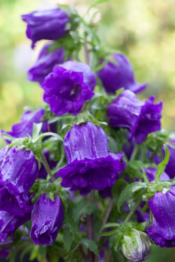 Campanula medium Single Deep Blue