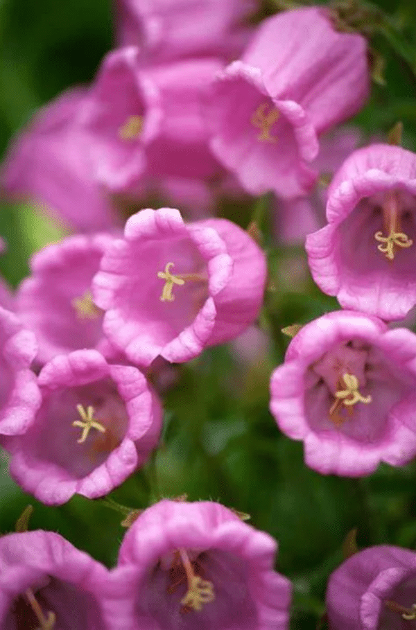 Campanula medium Single Rose