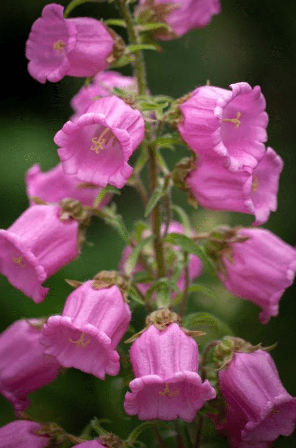 Campanula medium Single Rose - Image 2