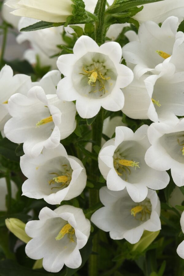 Campanula medium Single White