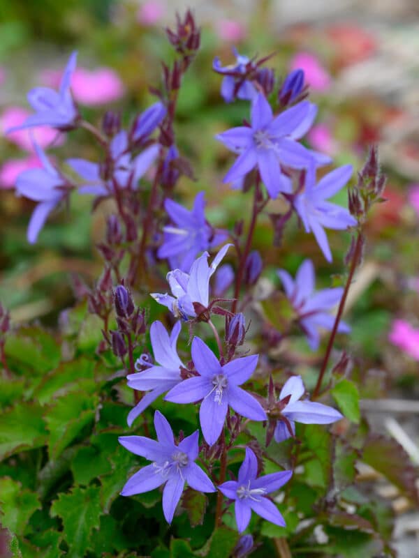 Campanula poscharskyana - Image 2