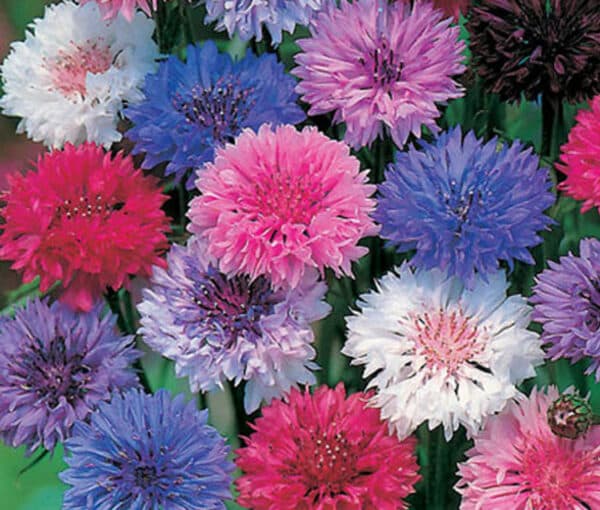 Centaurea cyanus Polka Dot mixture