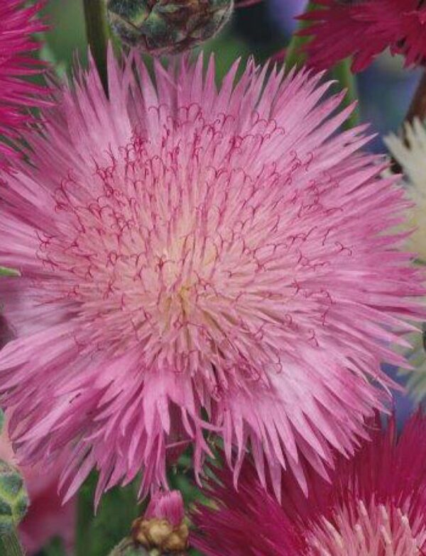 Centaurea moschata (imperialis) Splendens