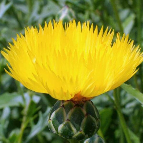 Centaurea suaveolens (moschata) Yellow - Image 2