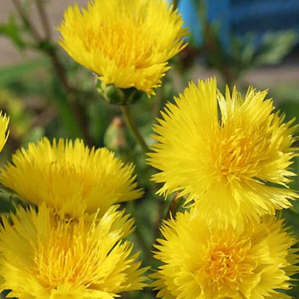 Centaurea suaveolens (moschata) Yellow