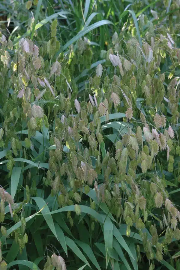 Chasmanthium latifolium Green Dangles