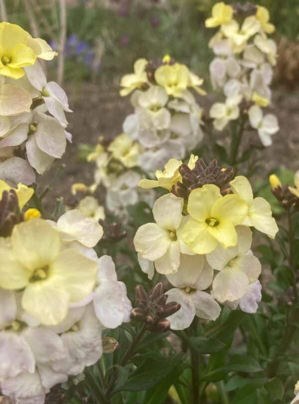 Cheiranthus cheiri (Erysimum) Linnaeus