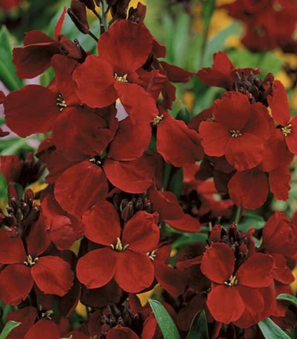 Cheiranthus cheiri (Erysimum) Scarlet Emperor