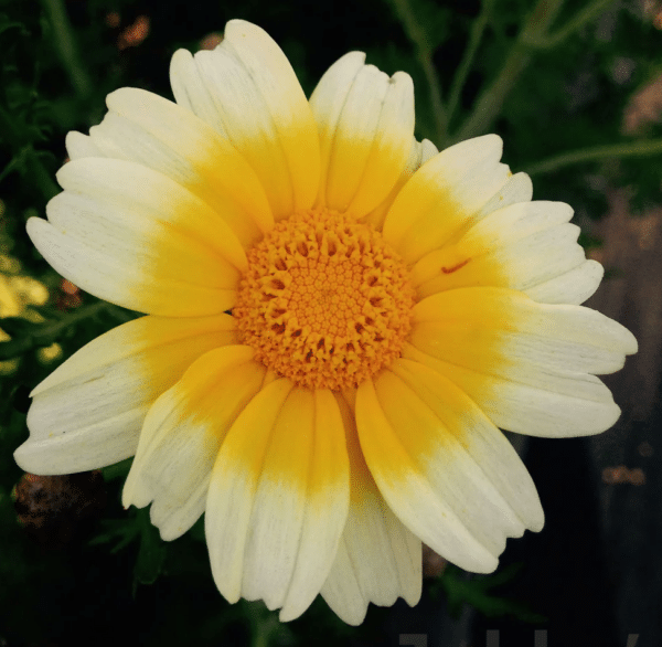 Chrysanthemum coronarium Single mixture BIO - Image 3