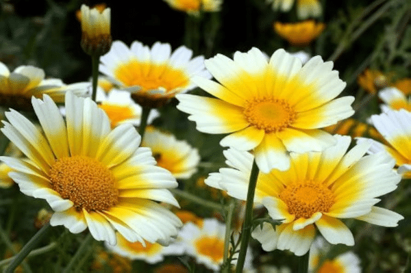 Chrysanthemum coronarium Single mixture BIO