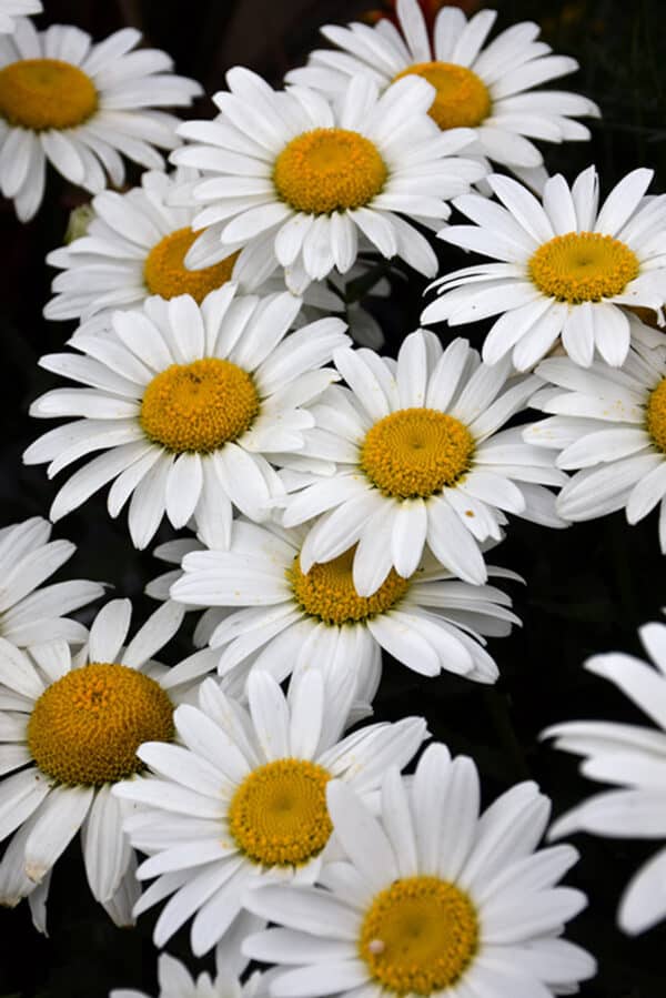 Chrysanthemum maximum (Leucanthemum superbum) Shasta Daisy