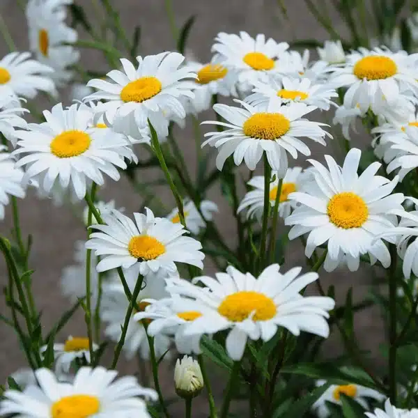 Chrysanthemum maximum (Leucanthemum superbum) Shasta Daisy - Image 2