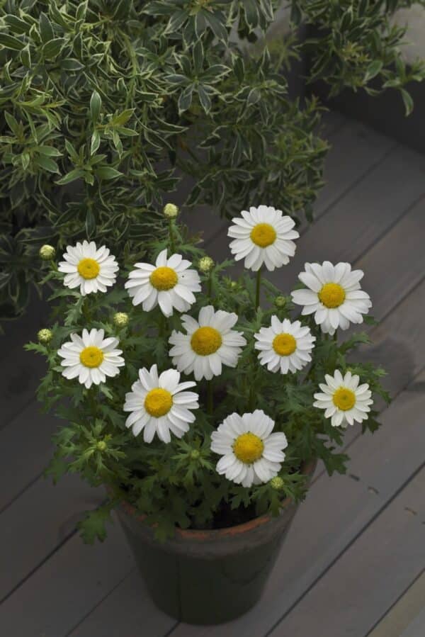 Chrysanthemum paludosum - Image 2