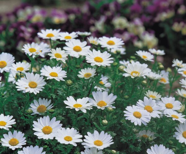 Chrysanthemum paludosum