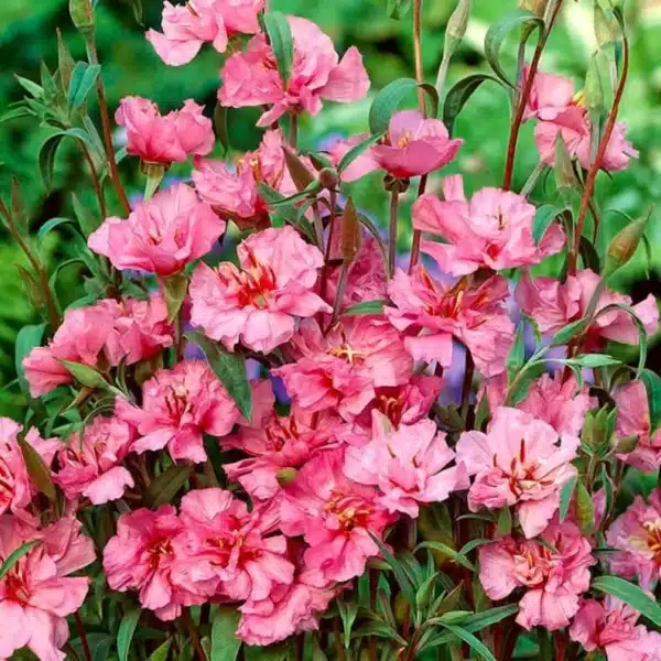 Clarkia elegans (C. unguiculata) Double Rose