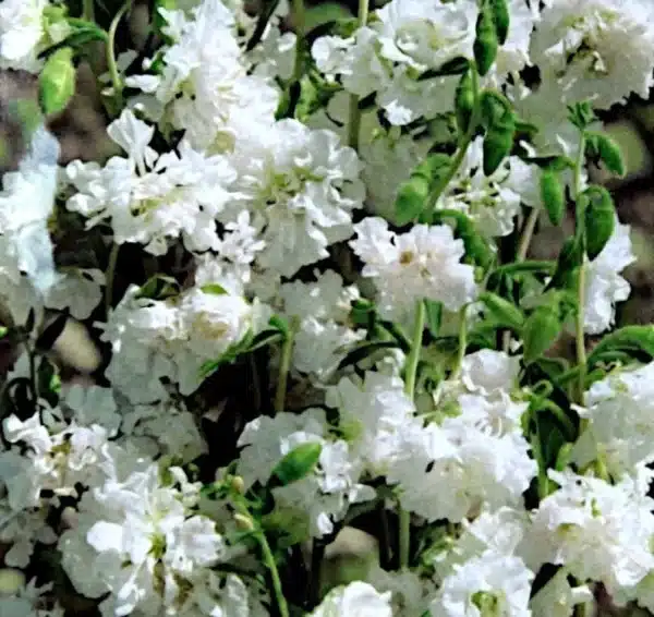 Clarkia elegans (C. unguiculata) Double White