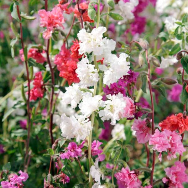 Clarkia elegans (C. unguiculata) mixture - Image 2