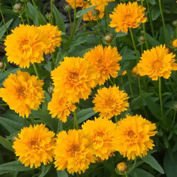 Coreopsis grandiflora Early Sunrise