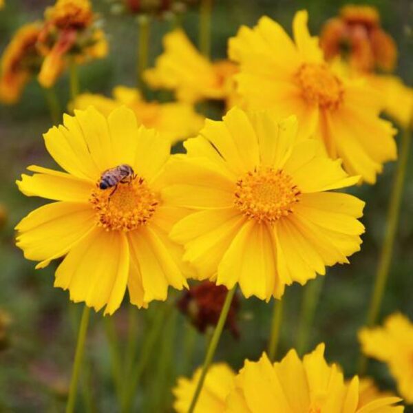 Coreopsis lanceolata Mayfield Giants - Image 2