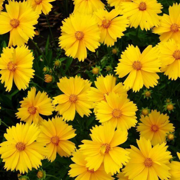 Coreopsis lanceolata Mayfield Giants