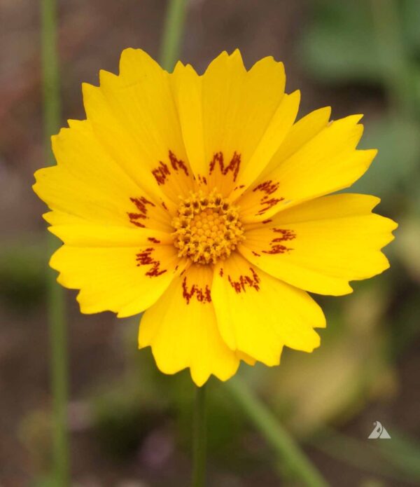 Coreopsis picta Be-Bop - Image 2