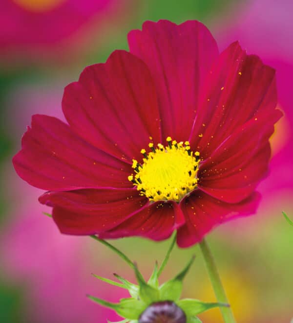 Cosmos bipinnatus Sensation Dazzler