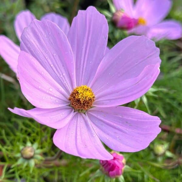 Cosmos bipinnatus Sensation Pinkie