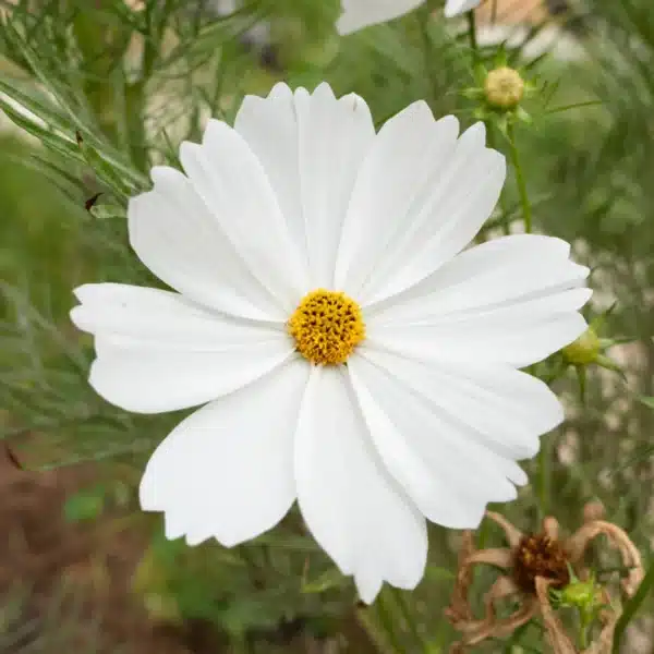 Cosmos bipinnatus Sensation Purity