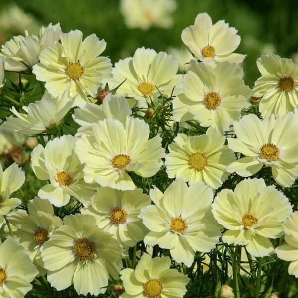 Cosmos bipinnatus Xanthos