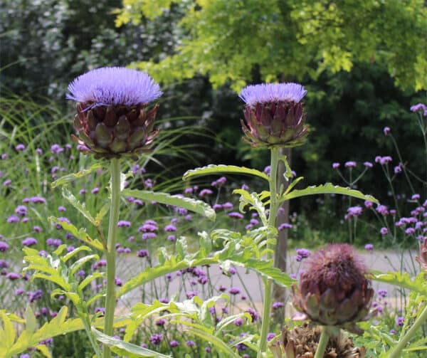 Cynara scolymus Grosse von Laon 1