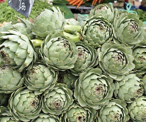 Cynara scolymus Grosse von Laon