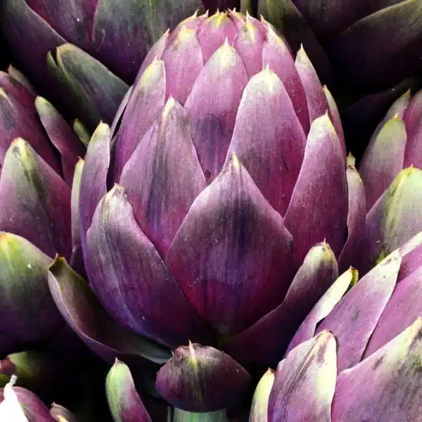 Cynara scolymus (Artichoke) Purple Romagna