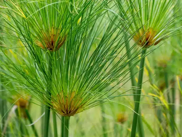 Cyperus papyrus - Image 2