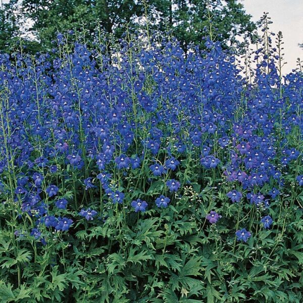 Delphinium belladonna Bellamosum - Image 2