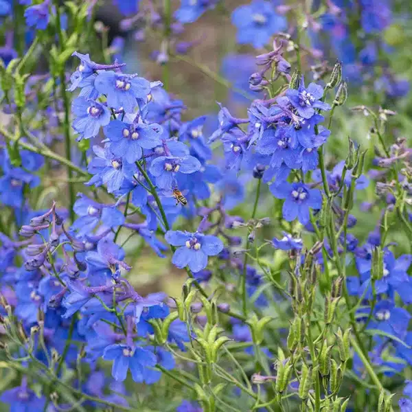 Delphinium belladonna Bellamosum