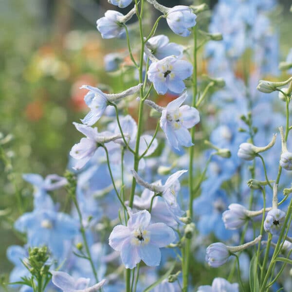 Delphinium belladonna Cliveden Beauty