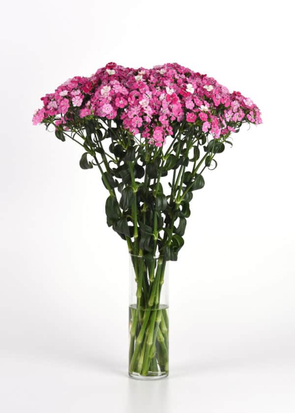 Dianthus barbatus interspec. Amazon™ Rose Magic